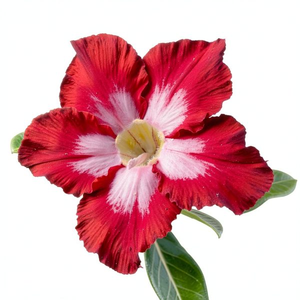 Red Desert Rose Succulent 1 Gal Pot by Plants for Pets-3