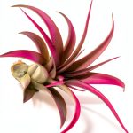 Fuchsia Colorful Tillandsia Air Plants - Long Lasting Color Enhanced Live Tillandsia Succulent House Plants - Home and Garden Decor - Easy Care Indoor/Outdoor Plants (Brachycaulos Abdita, Single)-0