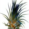 Air Plant ragnaroc Tillandsia Ionantha 2-3" Ocean Enhanced Color-1