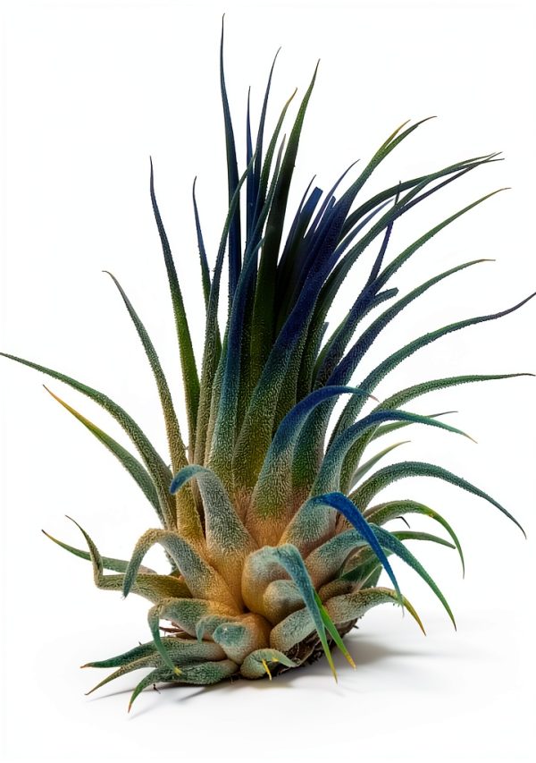 Air Plant ragnaroc Tillandsia Ionantha 2-3" Ocean Enhanced Color-1