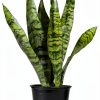 Altman Plants Snake Plant Zeylanica 13in Variegated Houseplant-7