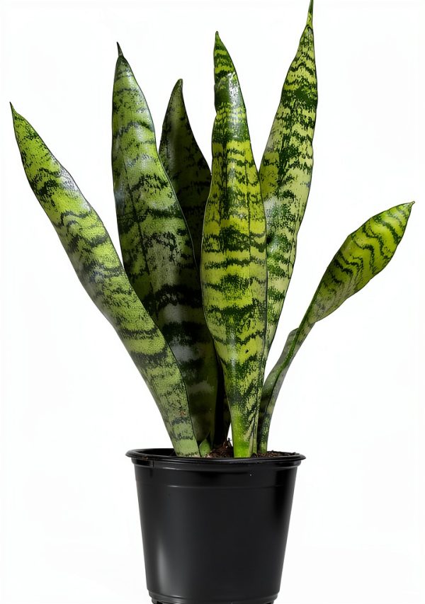 Altman Plants Snake Plant Zeylanica 13in Variegated Houseplant-7