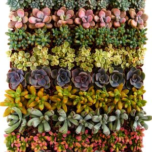Shop Succulents Assorted Succulent Plant Pack Collection - Live Mini Succulent Plants, Low Maintenance, Mixture of Colors & Textures - Wedding and Party Favors, Gift & Garden, Pack of 32-0