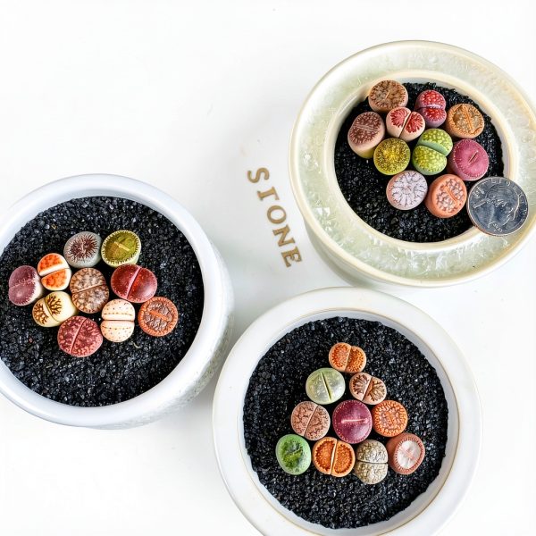 Lithops Succulent Plants 10 pcs Bare Root Random Mix Rare Succulents-8