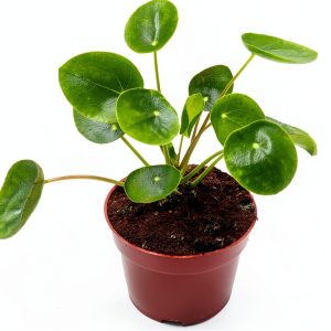 Chinese Money Plant California Tropicals House Plant 4in Pot Easy Care-0