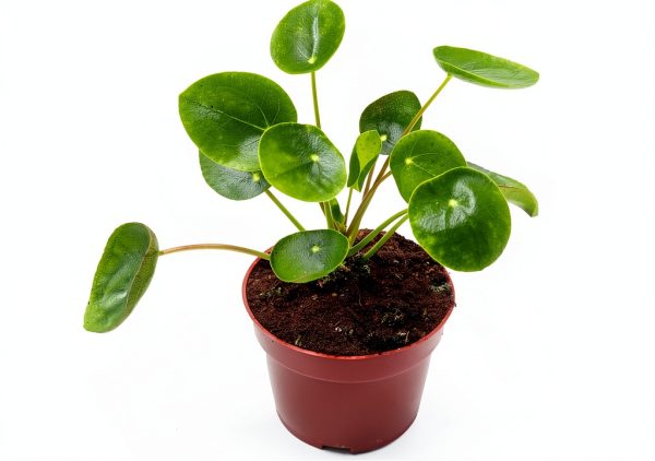 Chinese Money Plant California Tropicals House Plant 4in Pot Easy Care-0