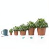 Altman Plants Snake Plant Zeylanica 13in Variegated Houseplant-4