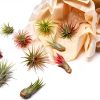 Air Plant Shop 12 Pack Assorted Ionantha Air Plants - Wholesale and Bulk - Succulents - Live Tillandsia - Easy Care Indoor and Outdoor House Plants-2
