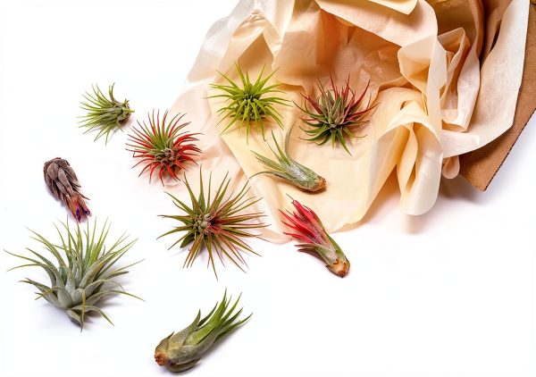 Air Plant Shop 12 Pack Assorted Ionantha Air Plants - Wholesale and Bulk - Succulents - Live Tillandsia - Easy Care Indoor and Outdoor House Plants-2