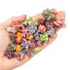 2021EASYBUY Rare Mixed Succulent Seeds 200pcs Colorful Indoor Outdoor-3