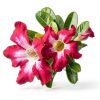 Red Desert Rose Succulent 1 Gal Pot by Plants for Pets-1