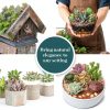 Shop Succulents Assorted Mini Succulent Plants Pack of 20 for Wedding-4