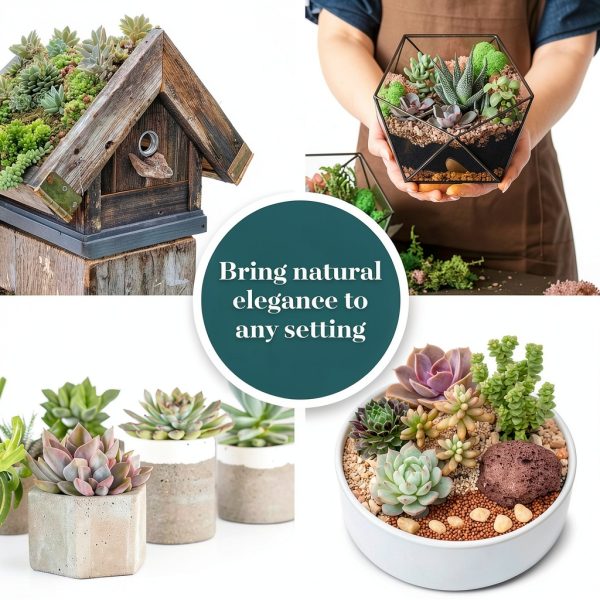 Shop Succulents Assorted Mini Succulent Plants Pack of 20 for Wedding-4