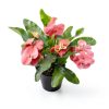 Euphorbia Crown of Thorns Plants for Pets Indoor 4in-5