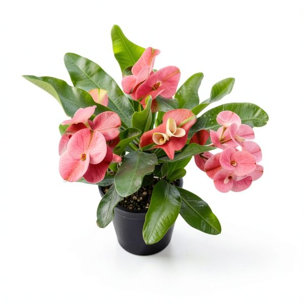Euphorbia Crown of Thorns Plants for Pets Indoor 4in-5