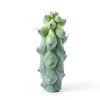 Boobie Cactus Live Plant - Myrtillocactus Geometrizans Fukurokuryuzinboku - 5-6 Inch Height, Unique Succulent Cactus for Indoor and Outdoor Home and Garden Decor, Low Maintenance and Drought-Tolerant-2