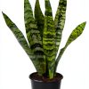Altman Plants Snake Plant Zeylanica 13in Variegated Houseplant-0