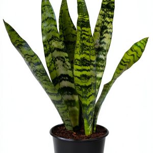 Altman Plants Snake Plant Zeylanica 13in Variegated Houseplant-0