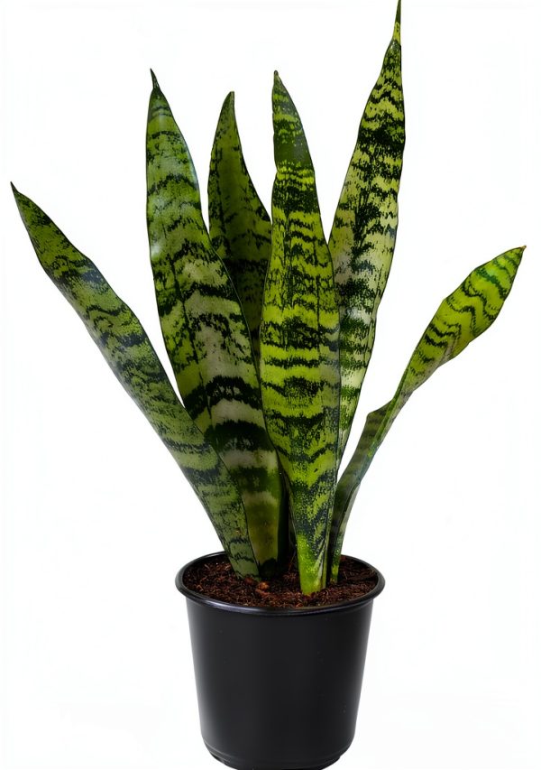 Altman Plants Snake Plant Zeylanica 13in Variegated Houseplant-0