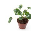 Chinese Money Plant California Tropicals House Plant 4in Pot Easy Care-2