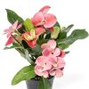 Euphorbia Crown of Thorns Plants for Pets Indoor 4in-6