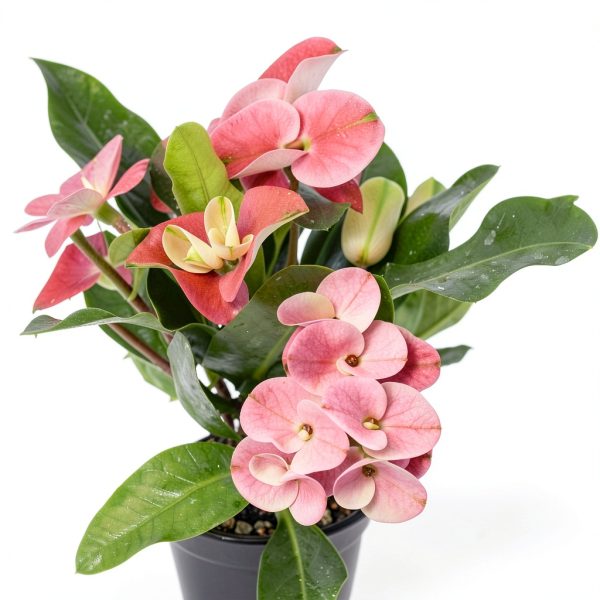 Euphorbia Crown of Thorns Plants for Pets Indoor 4in-6
