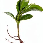 Leaf of Life Plant, Live Indoor Houseplant KALANCHOE PINNATA Small Bare Root Plant by Exotic-Succulent-Collection-0