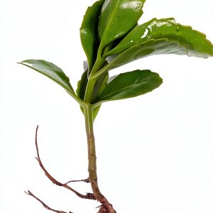 Leaf of Life Plant, Live Indoor Houseplant KALANCHOE PINNATA Small Bare Root Plant by Exotic-Succulent-Collection-0