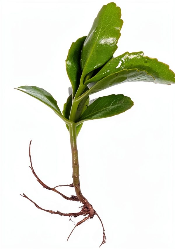 Leaf of Life Plant, Live Indoor Houseplant KALANCHOE PINNATA Small Bare Root Plant by Exotic-Succulent-Collection-0