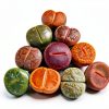 Lithops Succulent Plants 10 pcs Bare Root Random Mix Rare Succulents-0