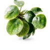 Chinese Money Plant California Tropicals House Plant 4in Pot Easy Care-3