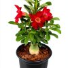 Red Desert Rose Succulent 1 Gal Pot by Plants for Pets-0