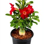 Red Desert Rose Succulent 1 Gal Pot by Plants for Pets-0