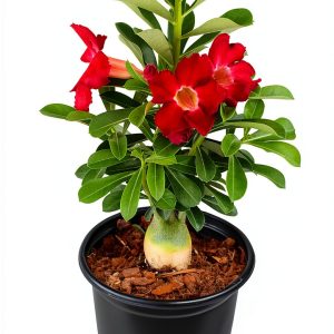 Red Desert Rose Succulent 1 Gal Pot by Plants for Pets-0