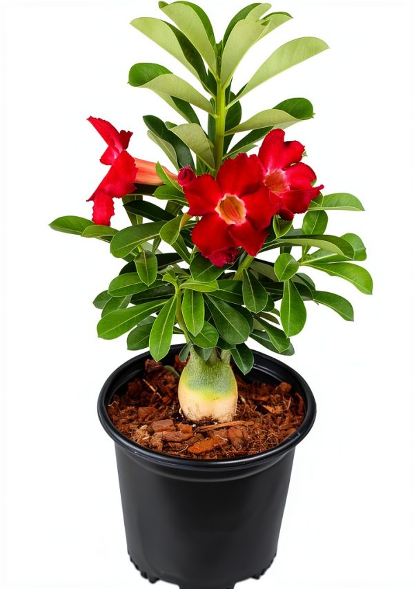 Red Desert Rose Succulent 1 Gal Pot by Plants for Pets-0