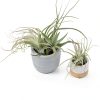 Air Plant Low Light House Plants Box (8PK) Tillandsia Air Plants Live Houseplants Live Indoor Plants Live Succulents Plants Live Terrarium Plants Live, Air Plant Holder Airplant Kit by Plants for Pets-5