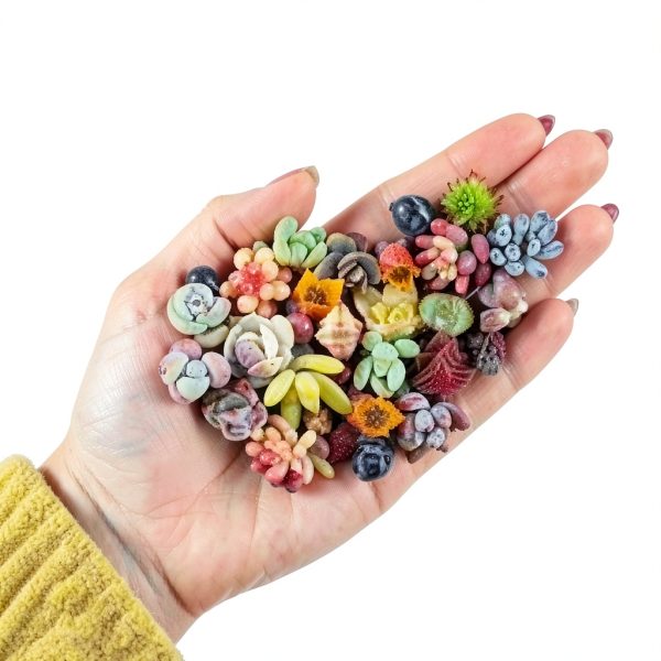 2021EASYBUY Rare Mixed Succulent Seeds 200pcs Colorful Indoor Outdoor-1
