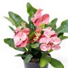 Euphorbia Crown of Thorns Plants for Pets Indoor 4in-4