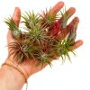 Air Plant Shop 12 Pack Assorted Ionantha Air Plants - Wholesale and Bulk - Succulents - Live Tillandsia - Easy Care Indoor and Outdoor House Plants-3