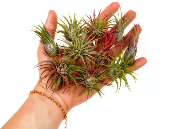 Air Plant Shop 12 Pack Assorted Ionantha Air Plants - Wholesale and Bulk - Succulents - Live Tillandsia - Easy Care Indoor and Outdoor House Plants-3