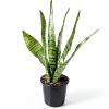 Altman Plants Snake Plant Zeylanica 13in Variegated Houseplant-1
