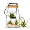 Air Plant Low Light House Plants Box (8PK) Tillandsia Air Plants Live Houseplants Live Indoor Plants Live Succulents Plants Live Terrarium Plants Live, Air Plant Holder Airplant Kit by Plants for Pets-2
