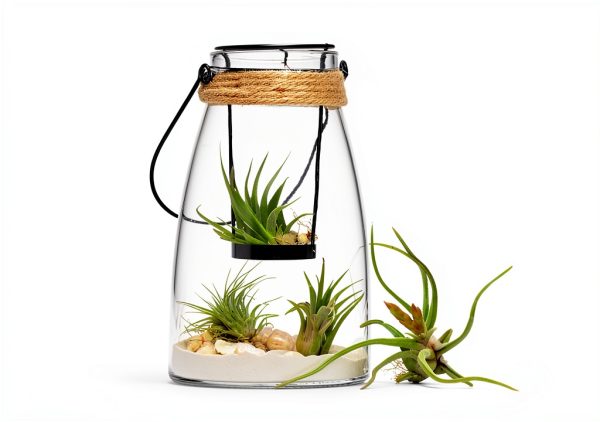 Air Plant Low Light House Plants Box (8PK) Tillandsia Air Plants Live Houseplants Live Indoor Plants Live Succulents Plants Live Terrarium Plants Live, Air Plant Holder Airplant Kit by Plants for Pets-2