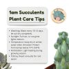 Boobie Cactus Live Plant - Myrtillocactus Geometrizans Fukurokuryuzinboku - 5-6 Inch Height, Unique Succulent Cactus for Indoor and Outdoor Home and Garden Decor, Low Maintenance and Drought-Tolerant-8
