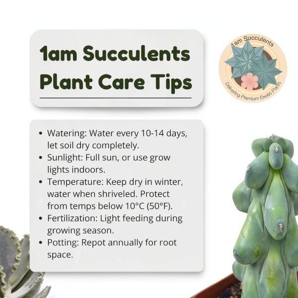 Boobie Cactus Live Plant - Myrtillocactus Geometrizans Fukurokuryuzinboku - 5-6 Inch Height, Unique Succulent Cactus for Indoor and Outdoor Home and Garden Decor, Low Maintenance and Drought-Tolerant-8