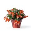 Green Circle Growers Live Christmas Cactus in 6-Inch Decorative Pot – Holiday Blooming Houseplant, Easy Care Indoor Décor-3