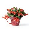 Green Circle Growers Live Christmas Cactus in 6-Inch Decorative Pot – Holiday Blooming Houseplant, Easy Care Indoor Décor-2