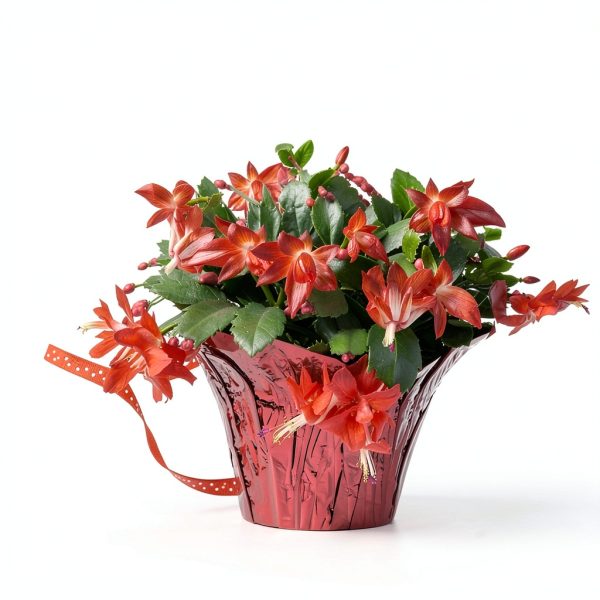 Green Circle Growers Live Christmas Cactus in 6-Inch Decorative Pot – Holiday Blooming Houseplant, Easy Care Indoor Décor-2