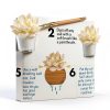 Altman Plants Live Succulents 20-Pack Assorted Potted Cacti &-5