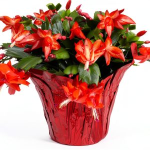 Green Circle Growers Live Christmas Cactus in 6-Inch Decorative Pot – Holiday Blooming Houseplant, Easy Care Indoor Décor-0